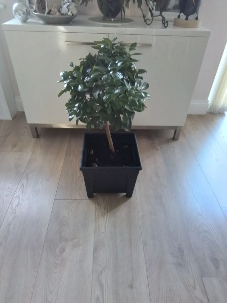 Orange plant