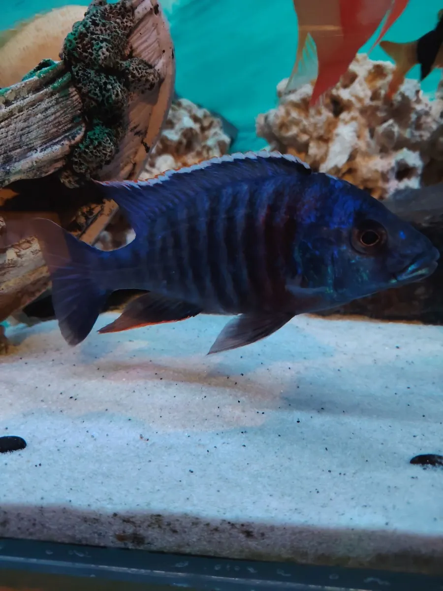 African/American cichlids - Image 3