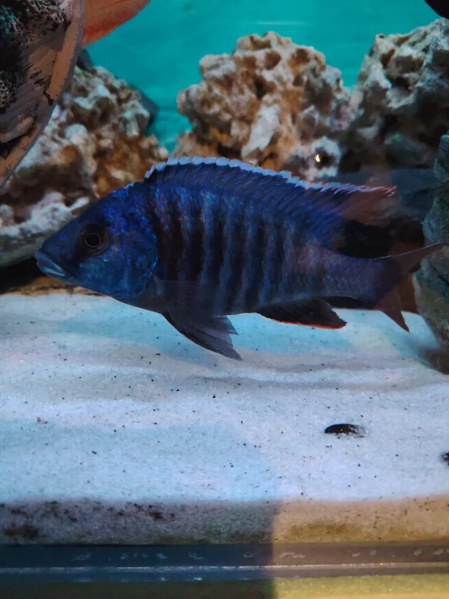African/American cichlids - Image 2