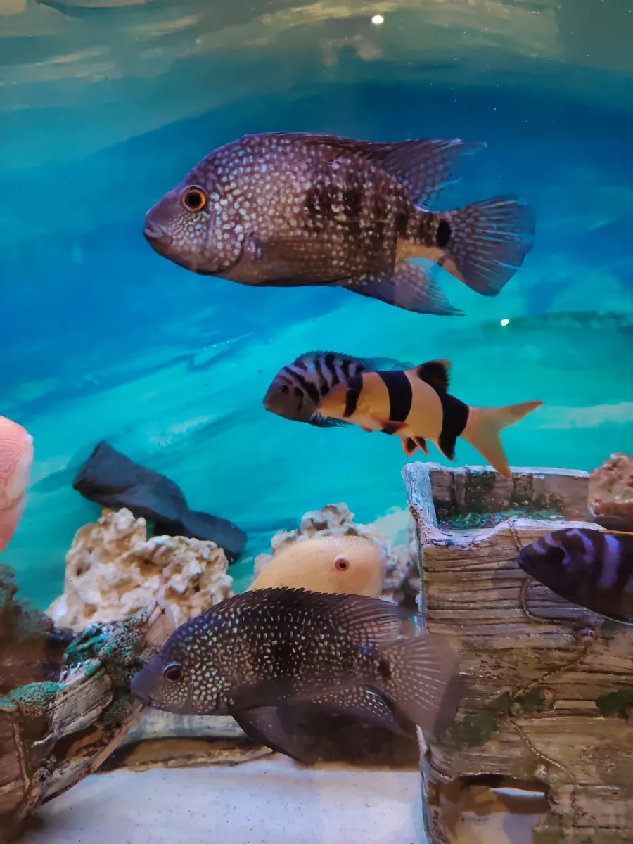African/American cichlids - Image 4