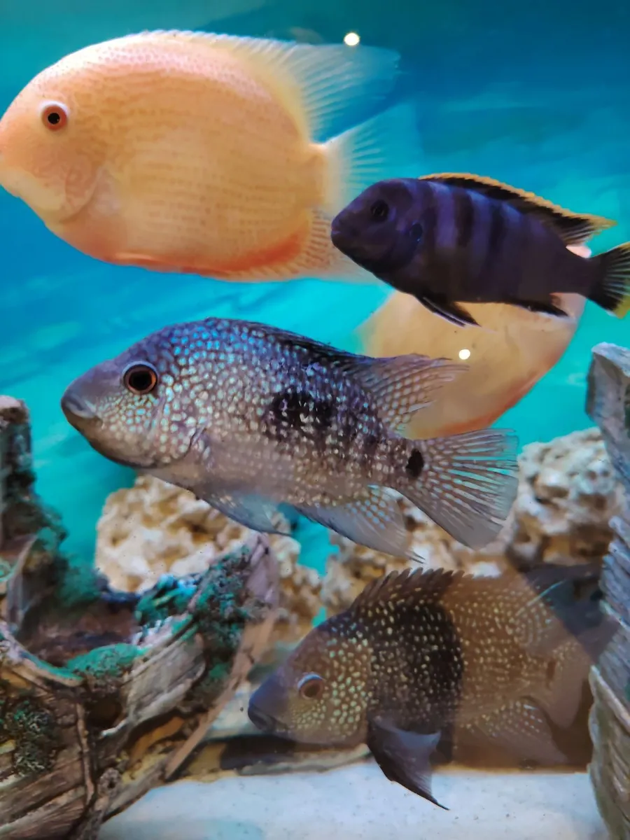 African/American cichlids - Image 1