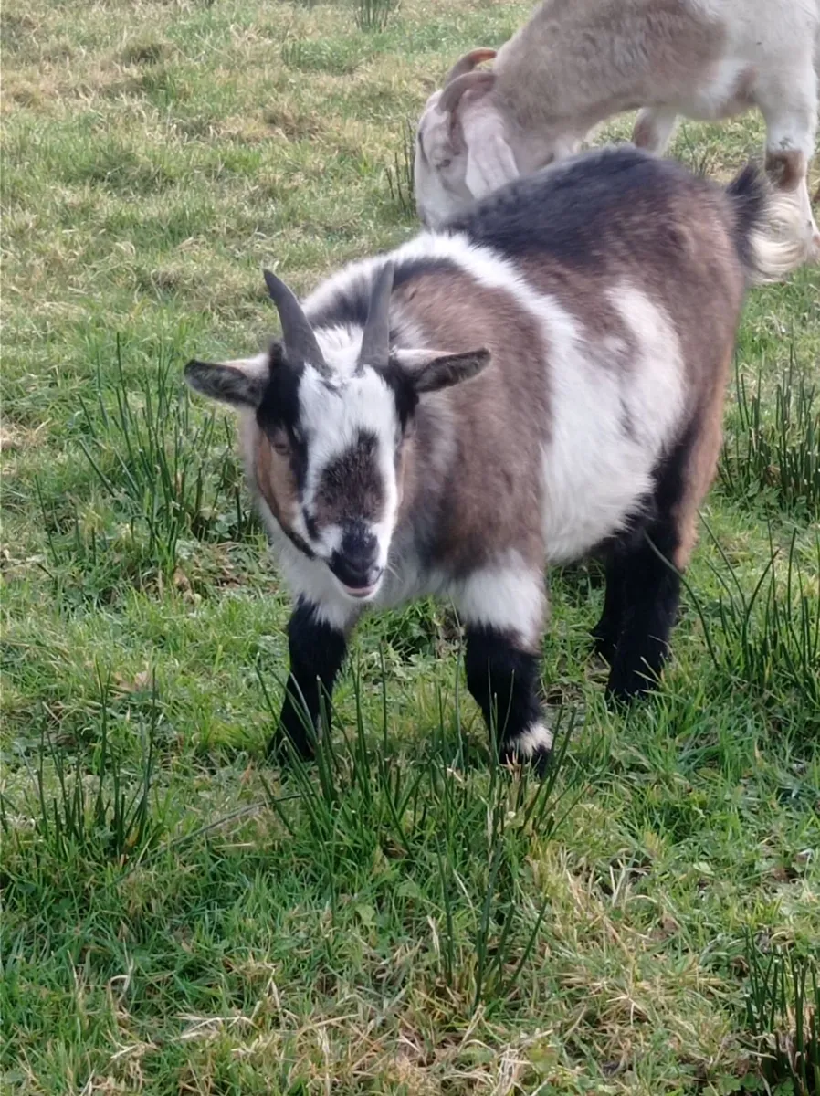 animals - Image 2