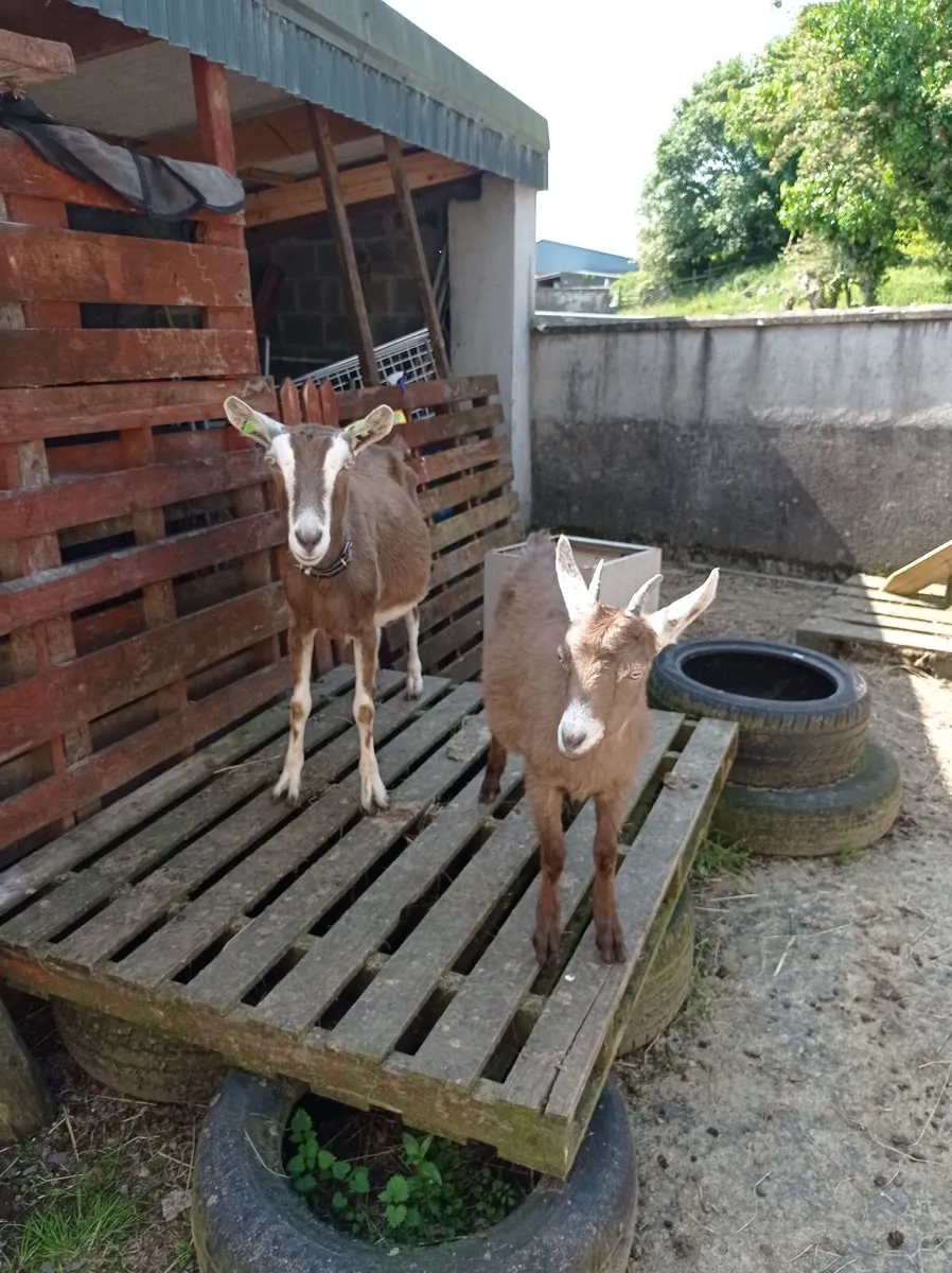 animals - Image 3