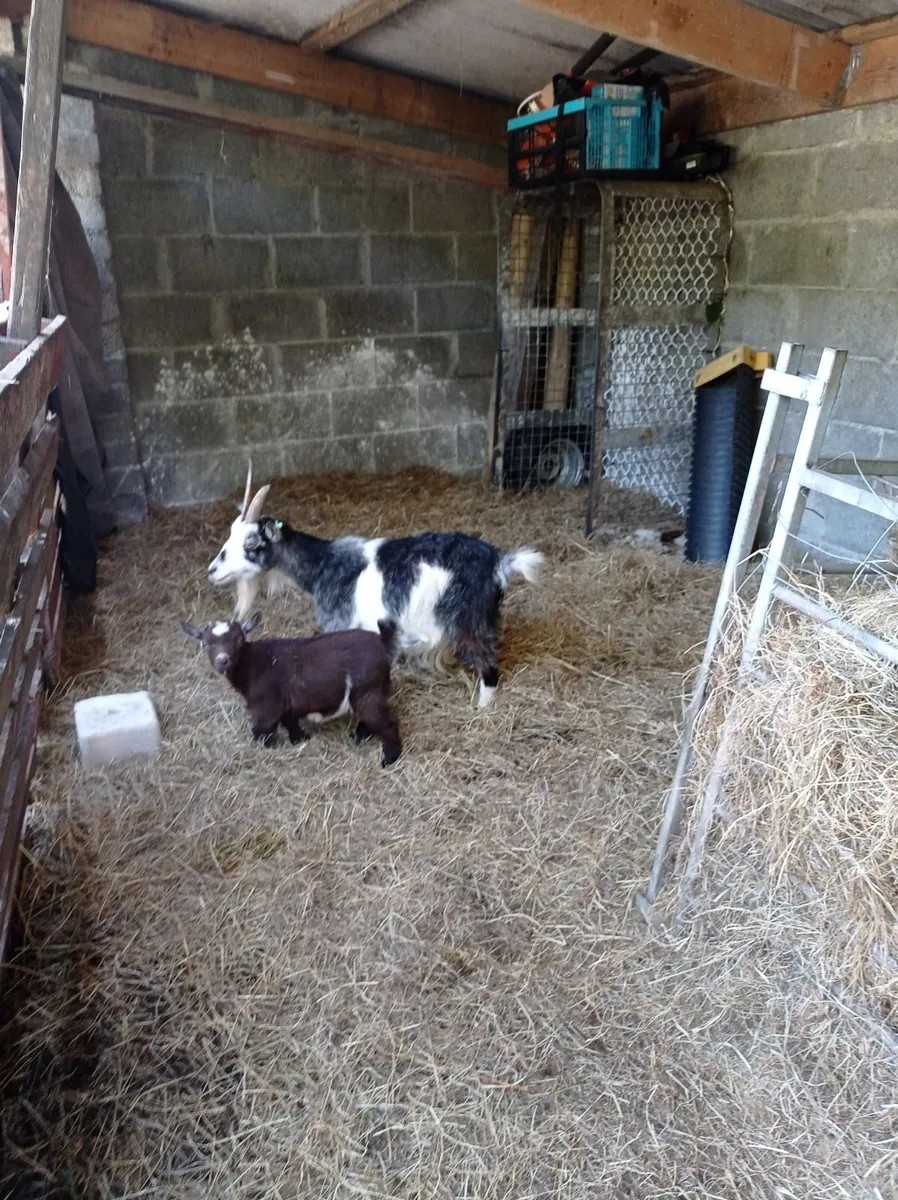 animals - Image 4