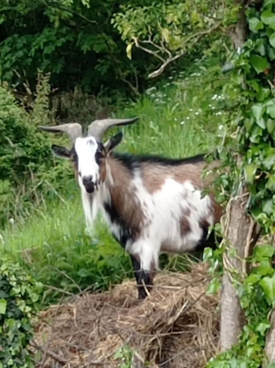 animals - Image 1
