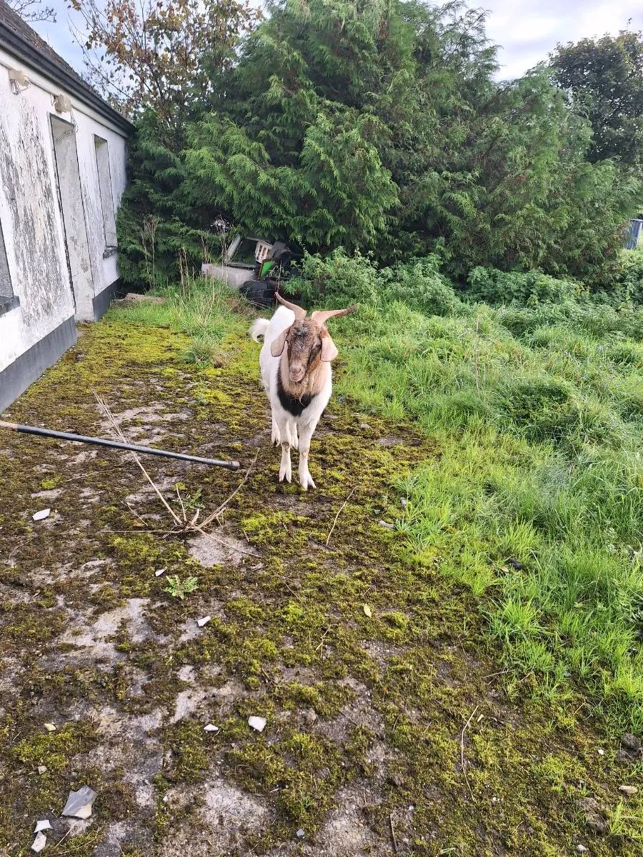 Buck goat - Image 2