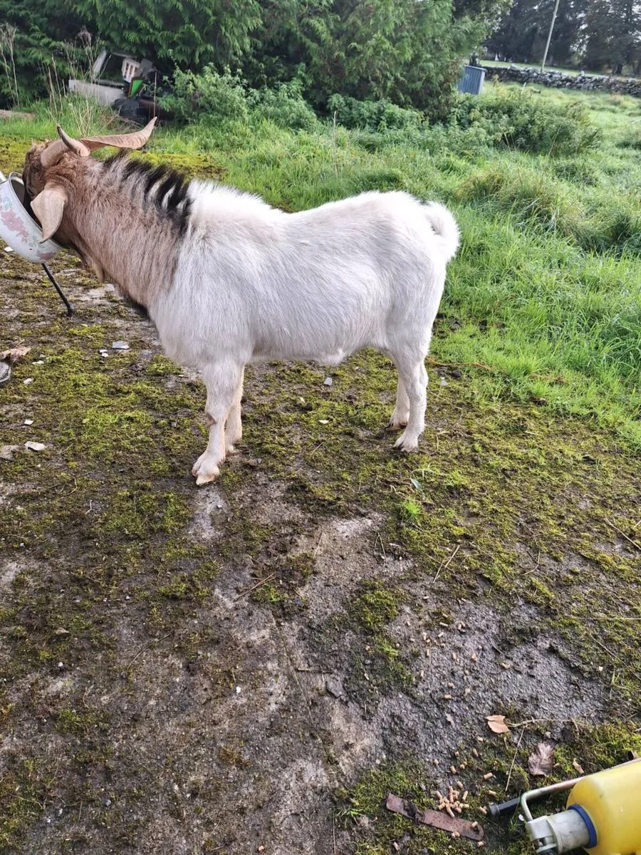 Buck goat - Image 1