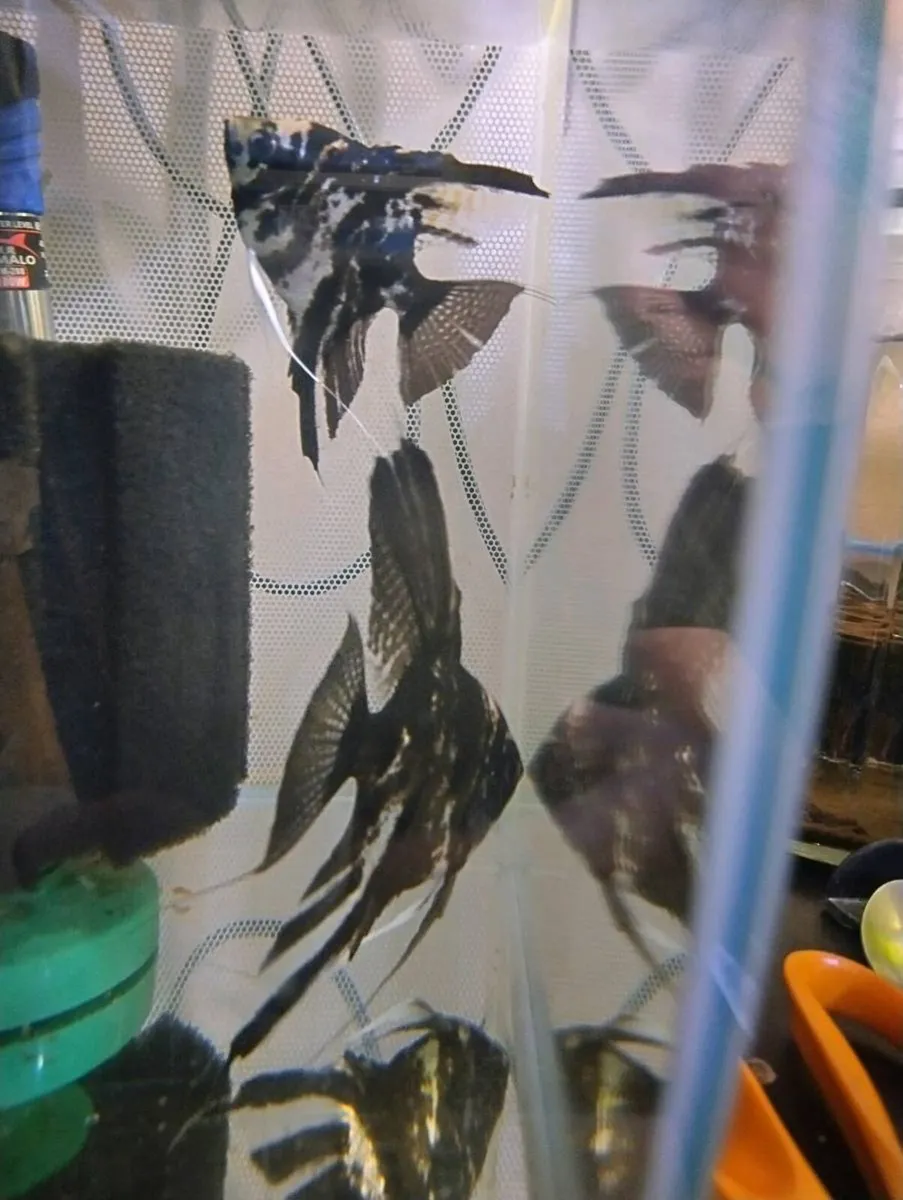 Tropical water fish and plant - Image 2