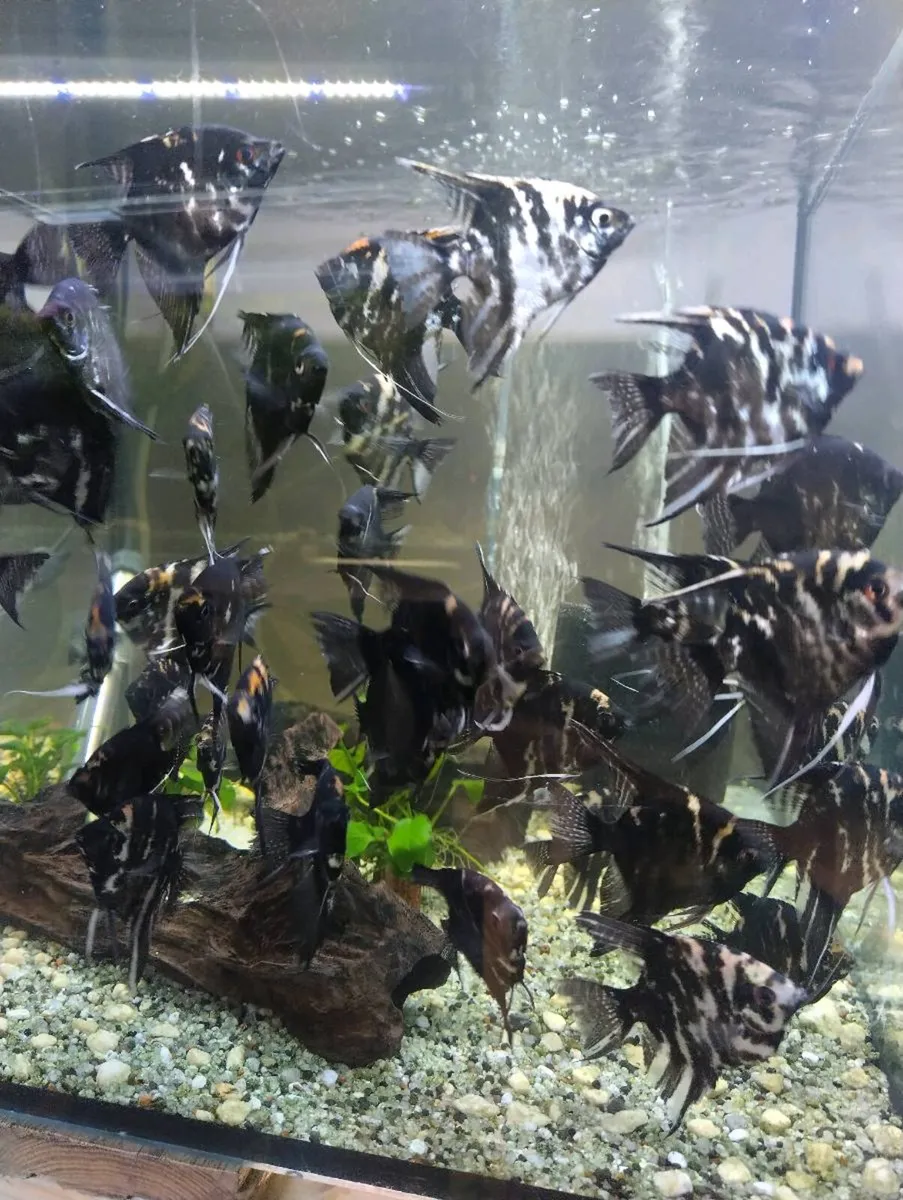 Tropical water fish and plant - Image 1