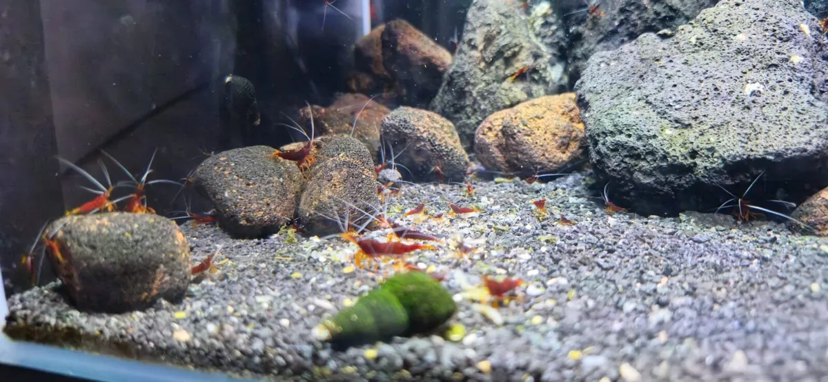 Tropical water fish and plant - Image 3