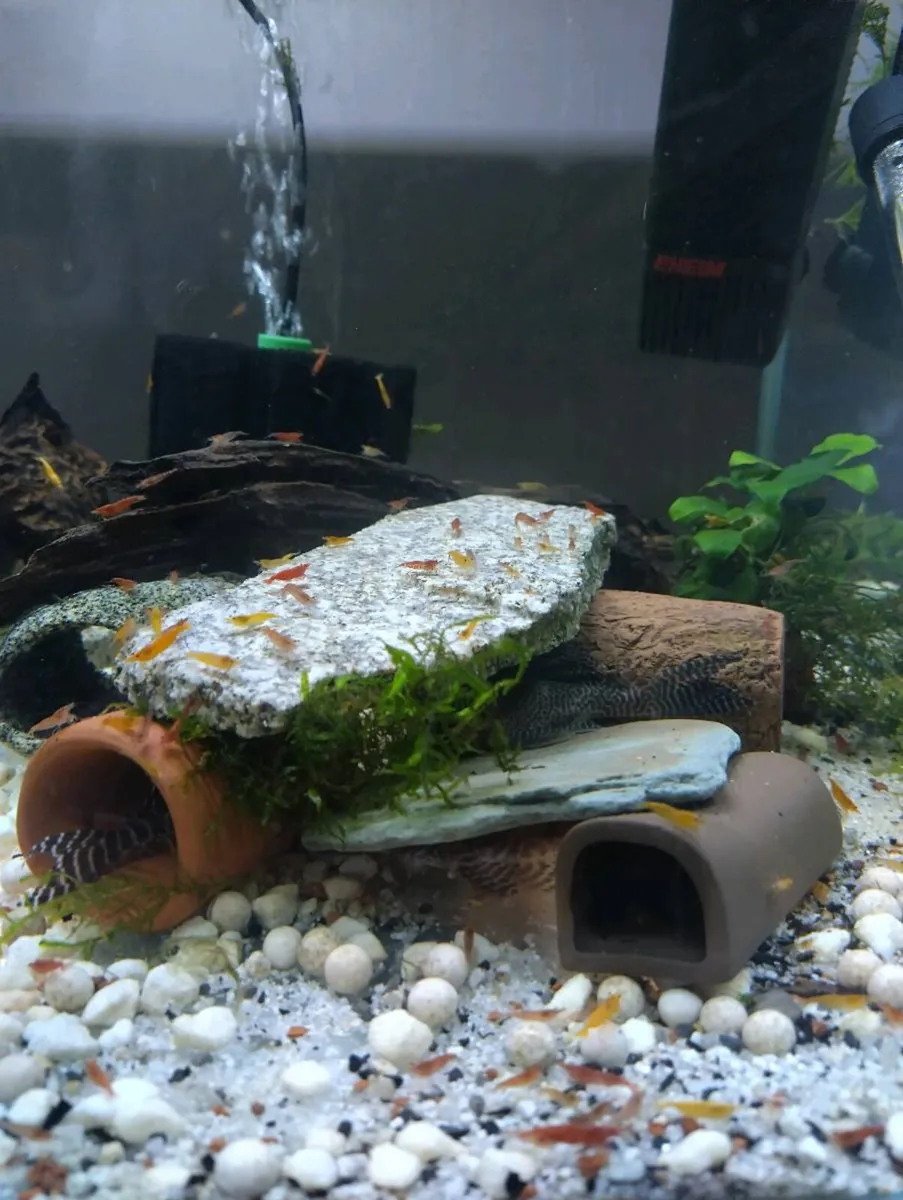 Tropical water fish and plant - Image 4
