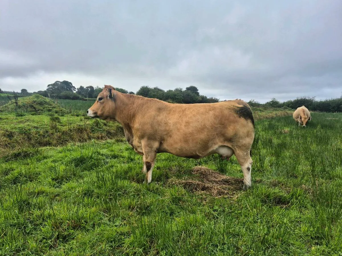 Organic Pedigree Aubrac Bull - Image 4