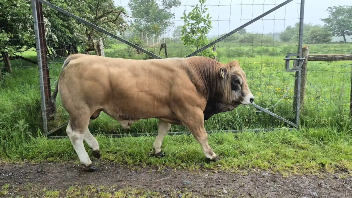 Organic Pedigree Aubrac Bull - Image 1