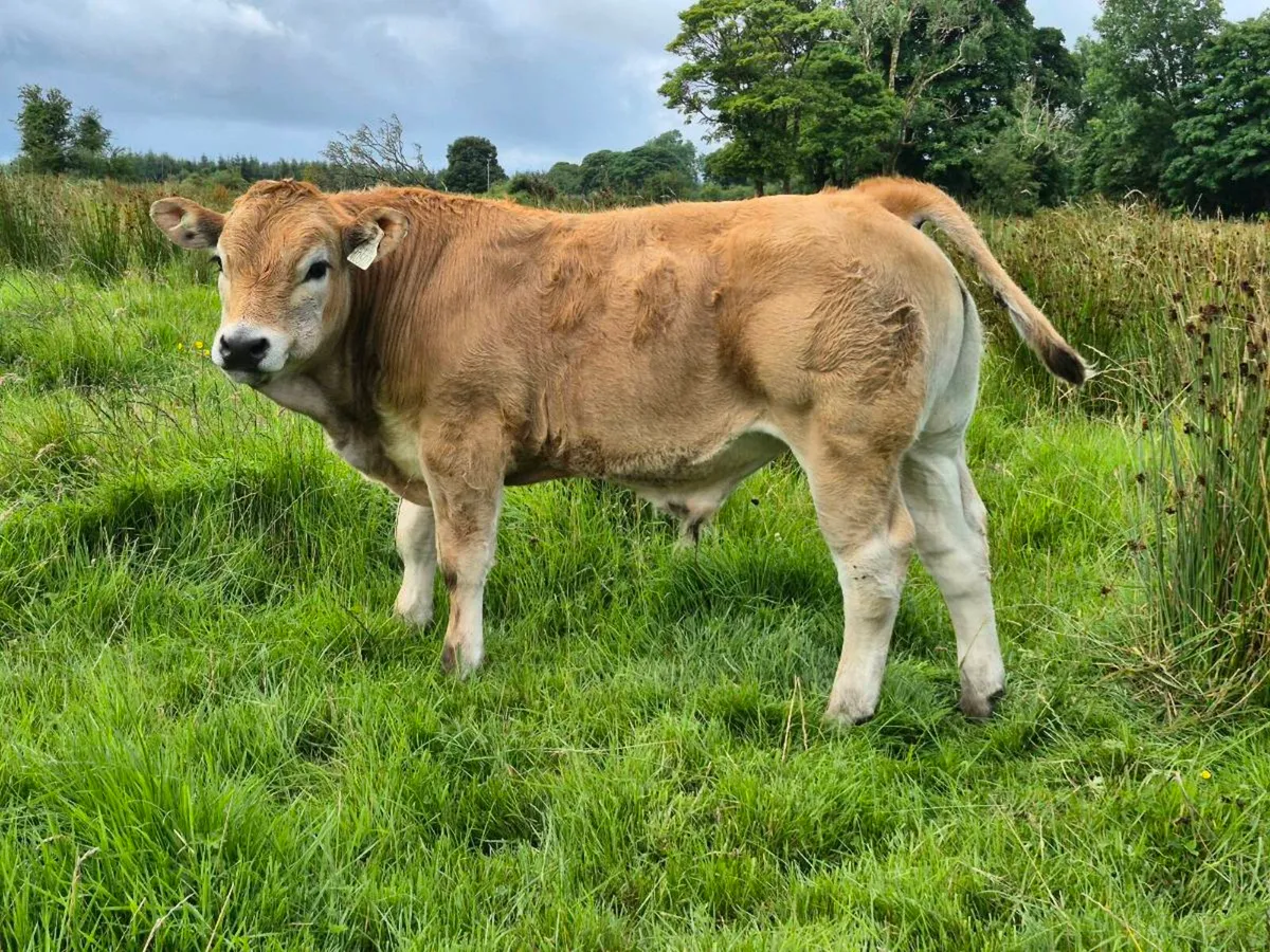 Organic Pedigree Aubrac Bull - Image 3