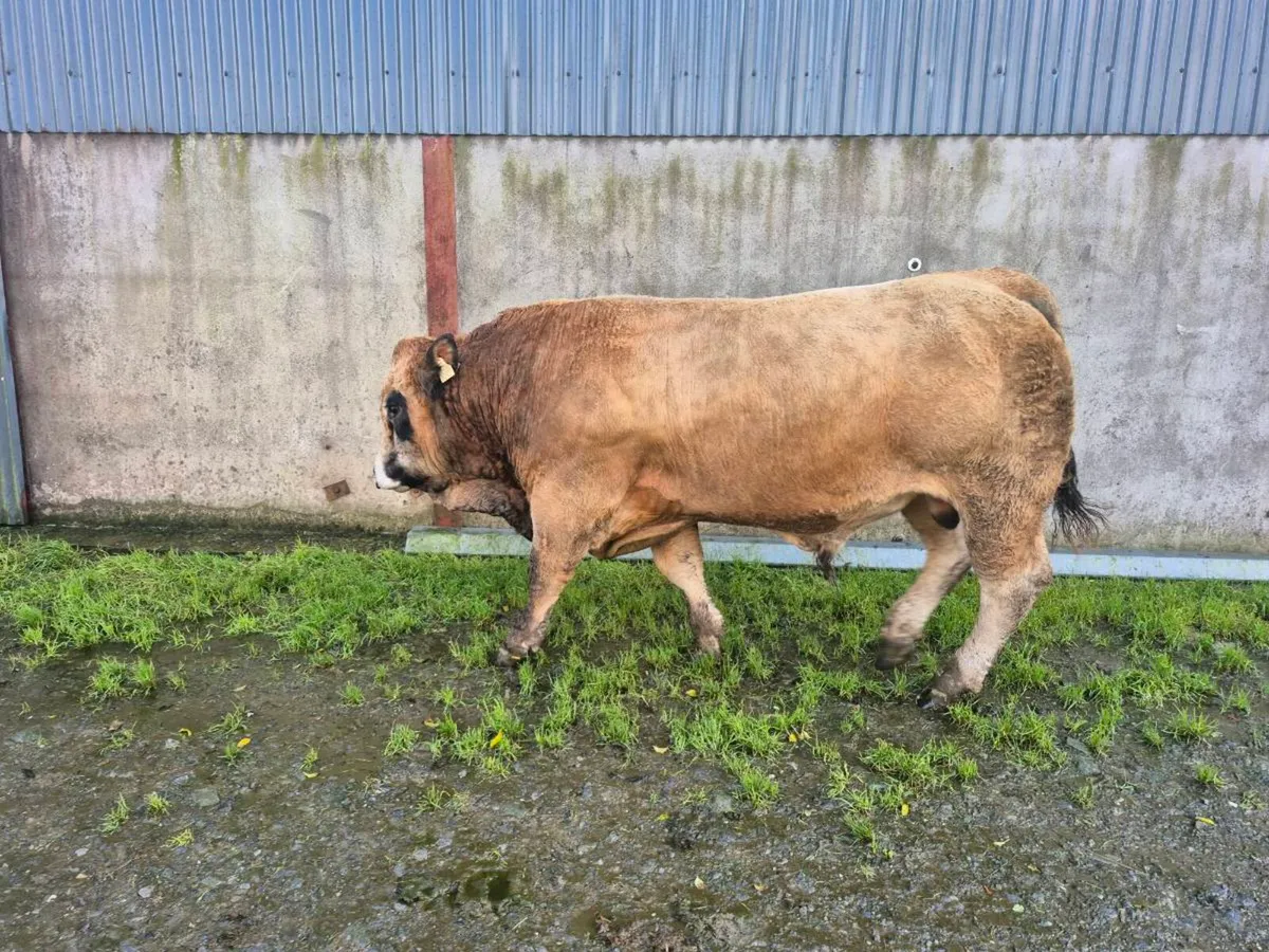 Organic Pedigree Aubrac Bull - Image 2