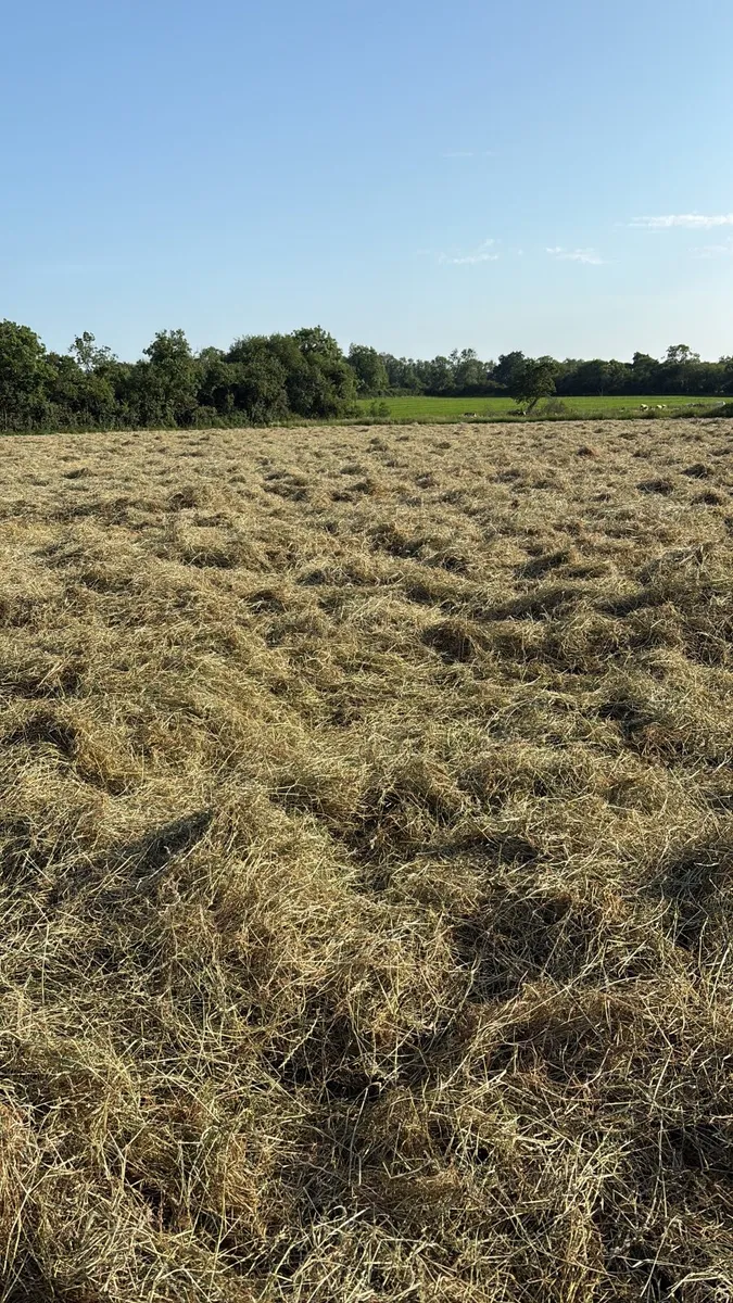 Hay for sale - Image 2