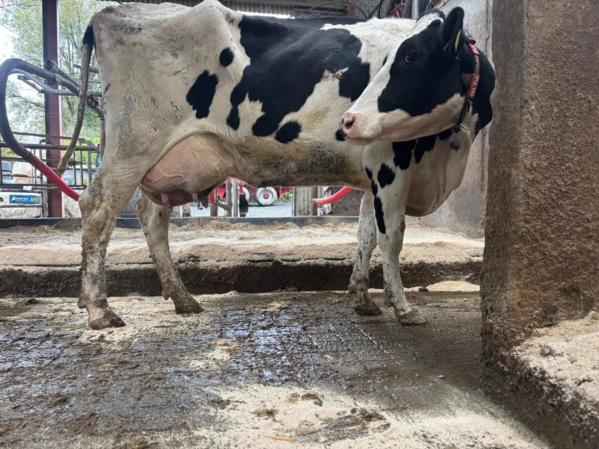 Cow for Rearing Calves - Image 1