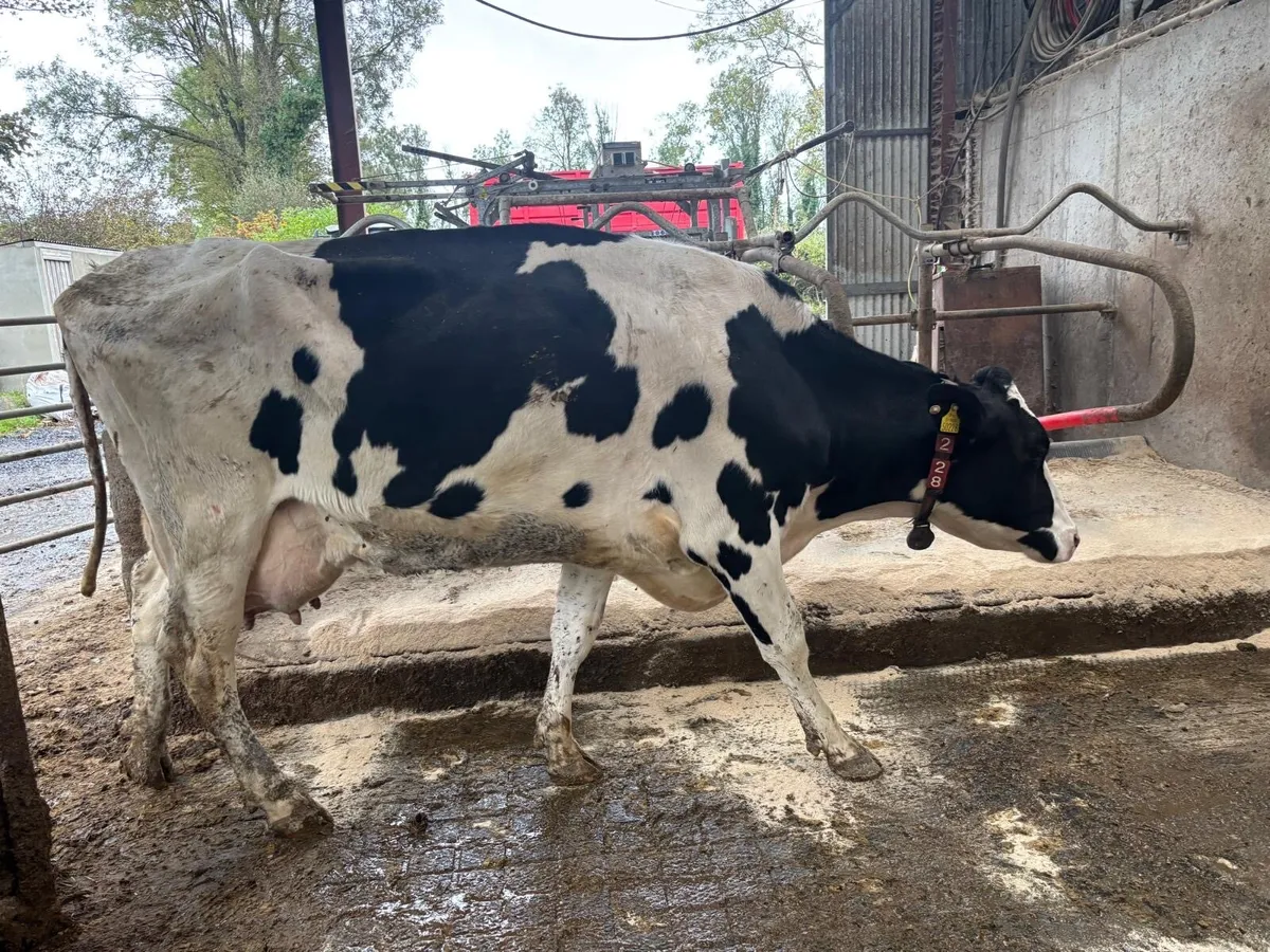 Cow for Rearing Calves - Image 2