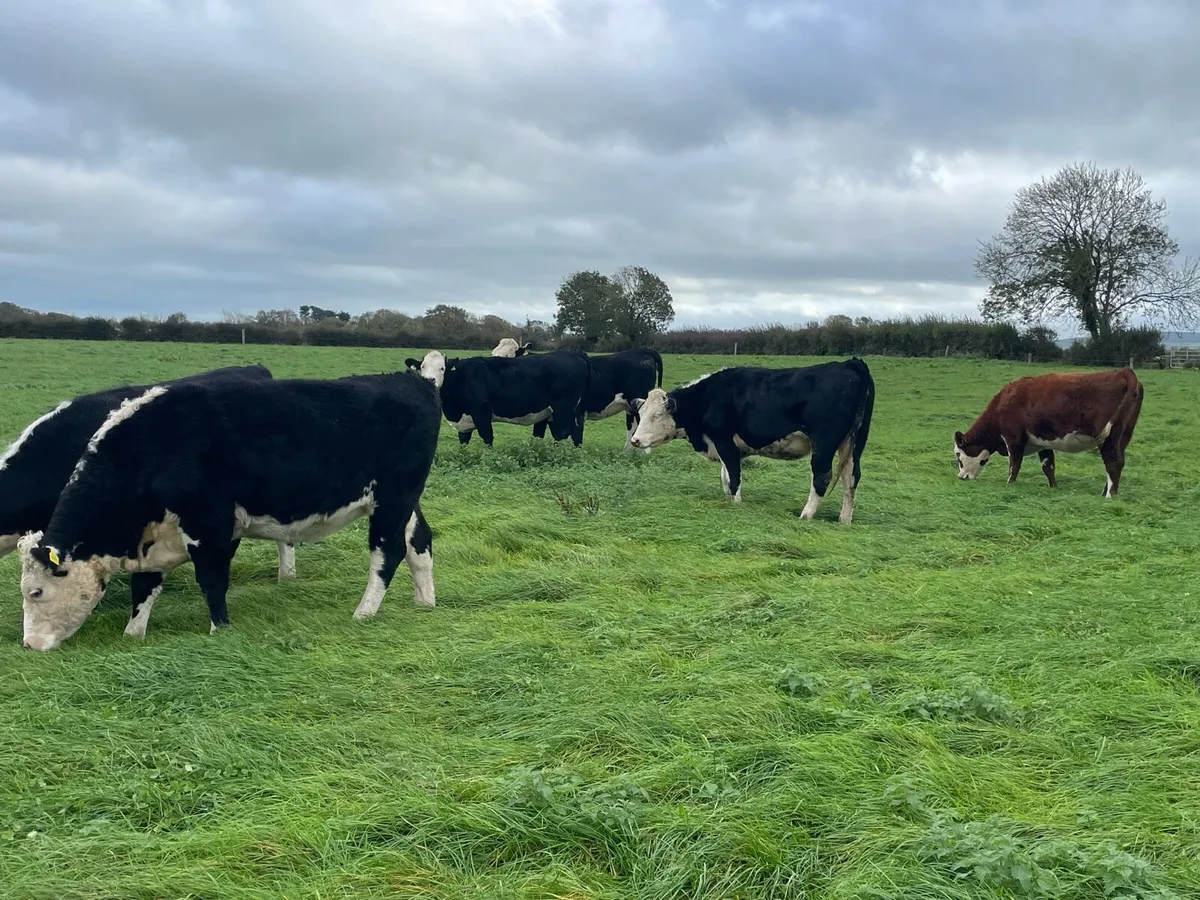 Hereford incalf Heifers - Image 1