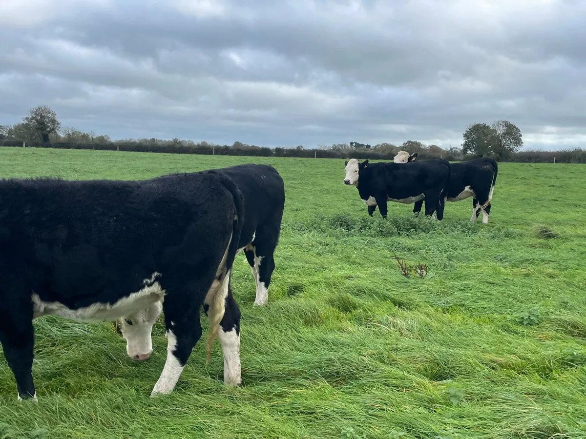 Hereford incalf Heifers - Image 3