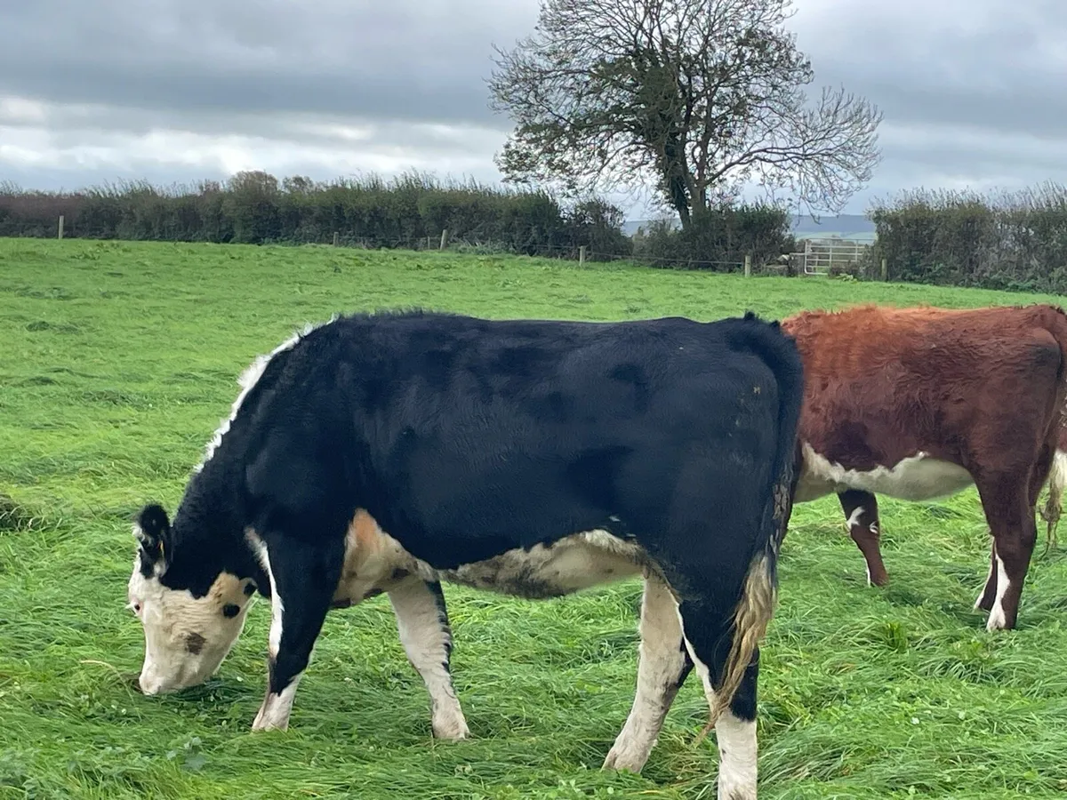 Hereford incalf Heifers - Image 2