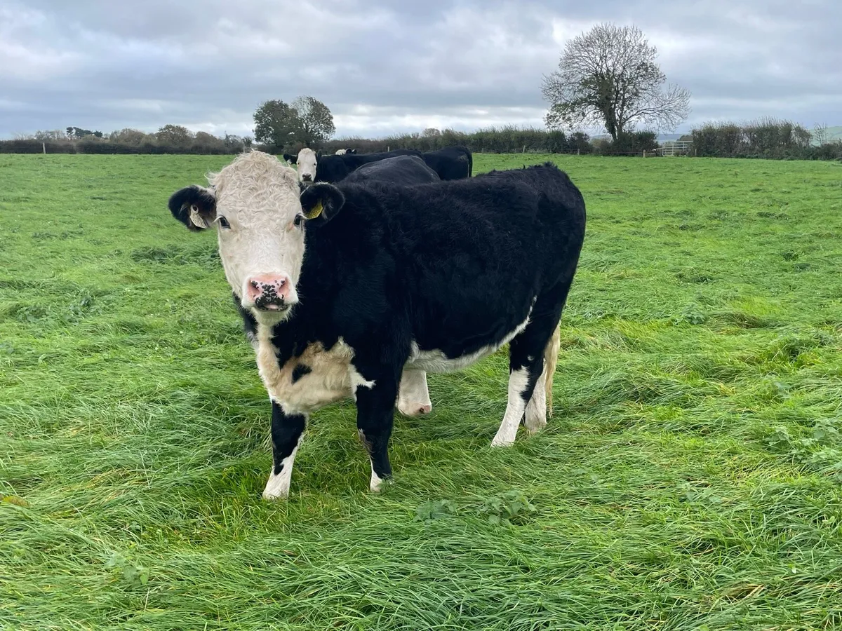 Hereford incalf Heifers - Image 4