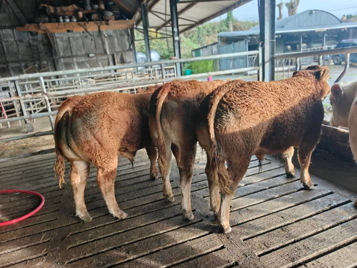 Limousin weanling bulls pedigree - Image 1