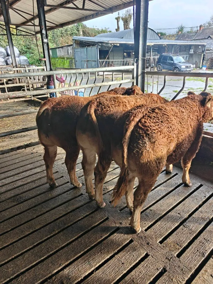 Limousin weanling bulls pedigree - Image 2