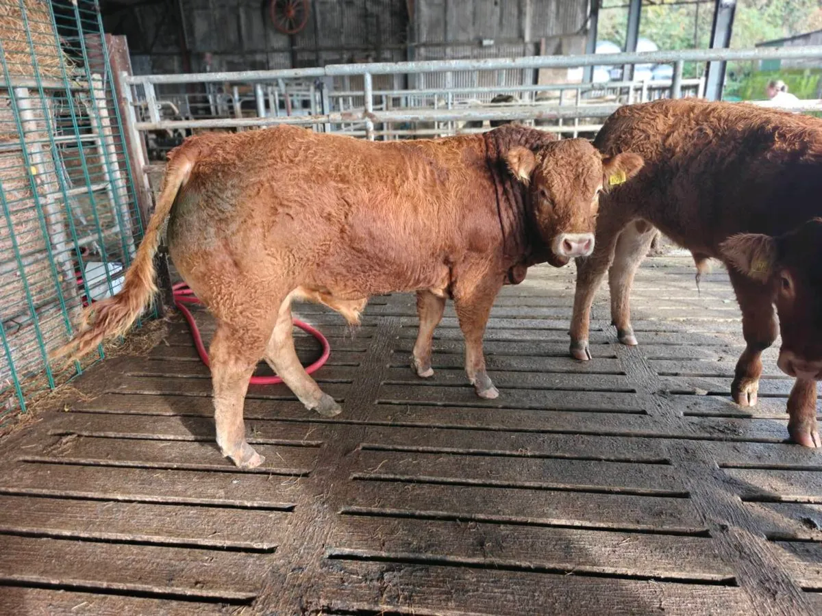 Limousin weanling bulls pedigree - Image 3