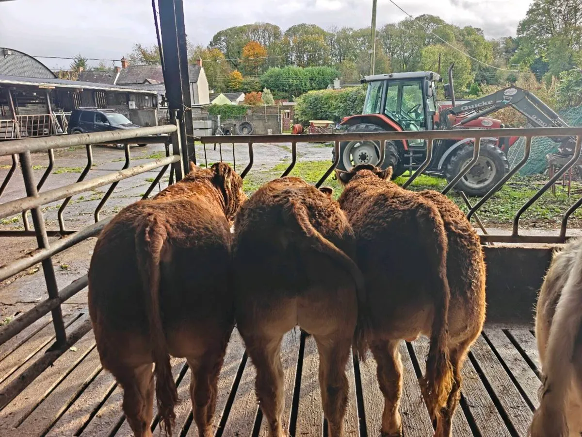 Limousin weanling bulls pedigree - Image 4