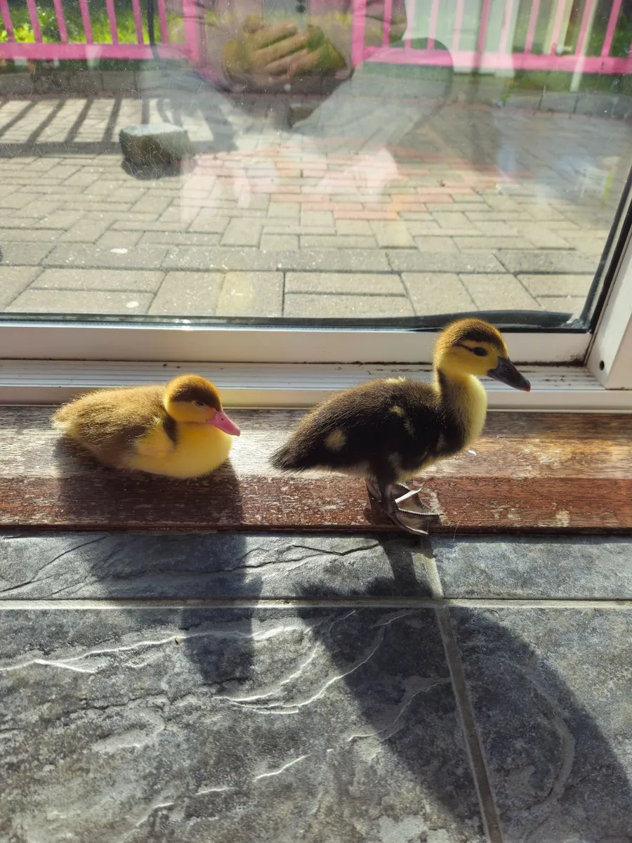Ducklings
