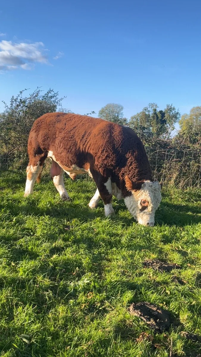 Simmental Bull - Image 2