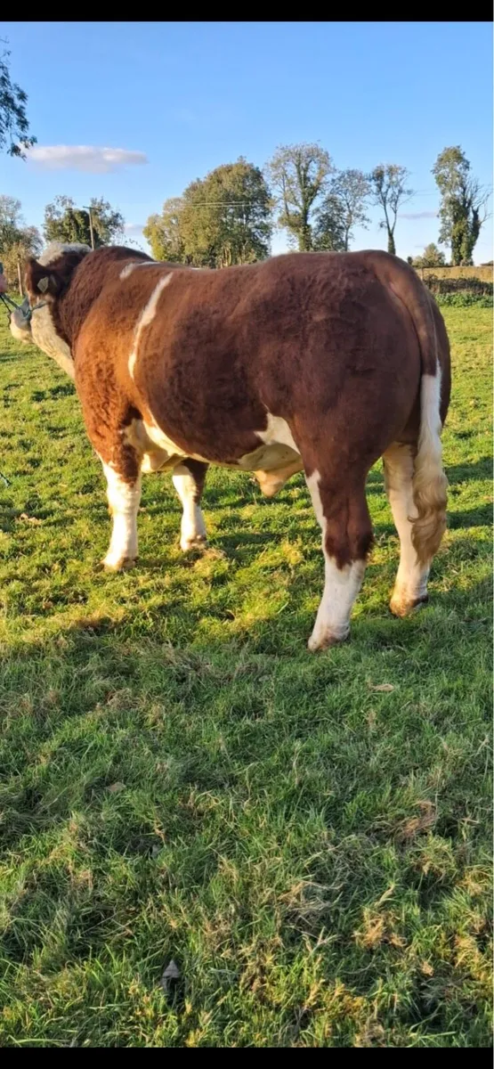 Simmental Bull - Image 3