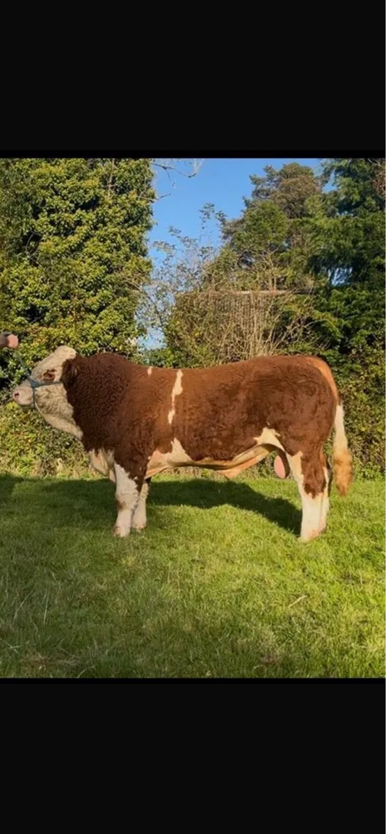 Simmental Bull - Image 4