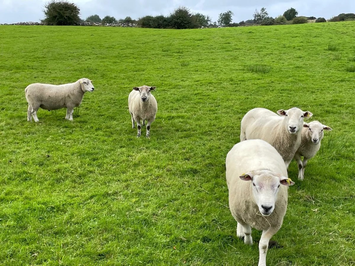 Rams for sale - Image 1