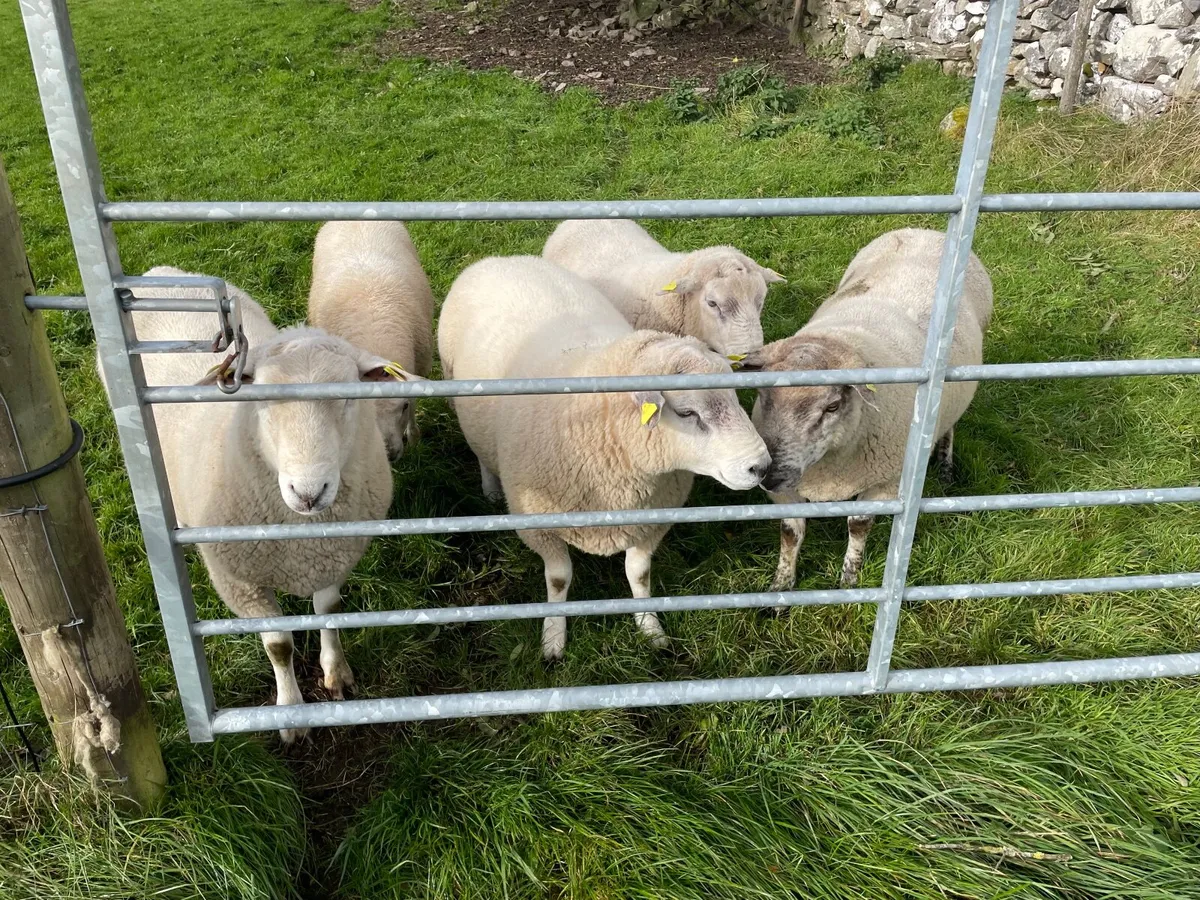 Rams for sale - Image 2