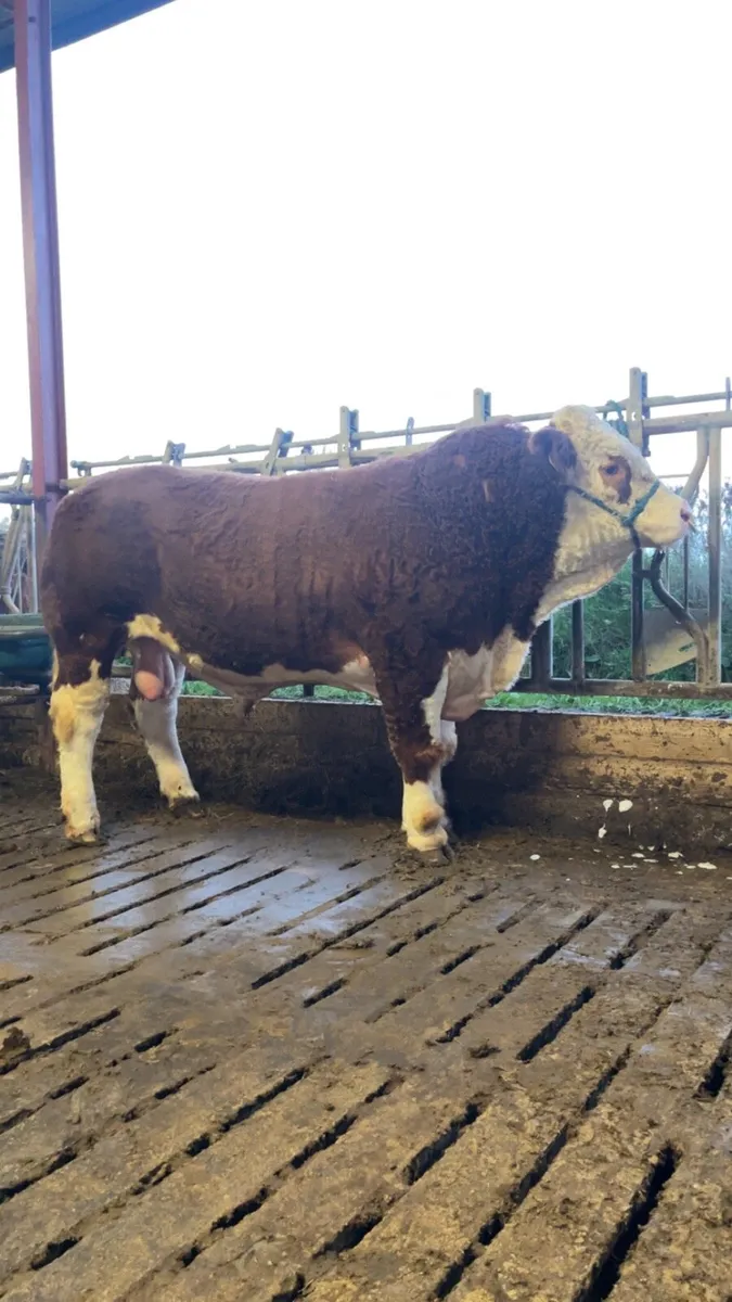 Simmental Bull - Image 1