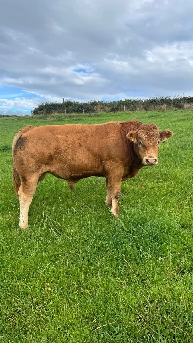 PBR Limousin bull - Image 4