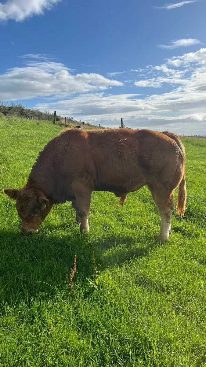 PBR Limousin bull - Image 1