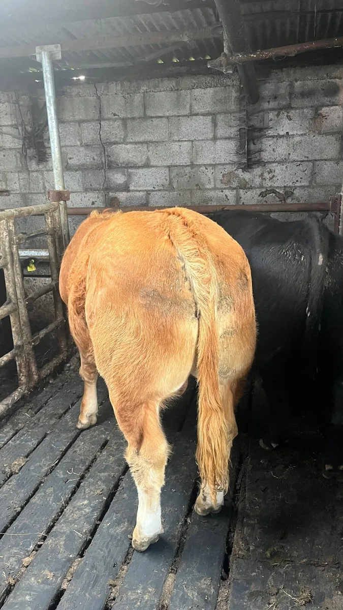PBR Limousin bull - Image 2