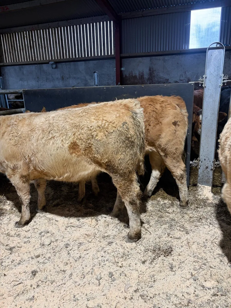 Beef heifers - Image 2