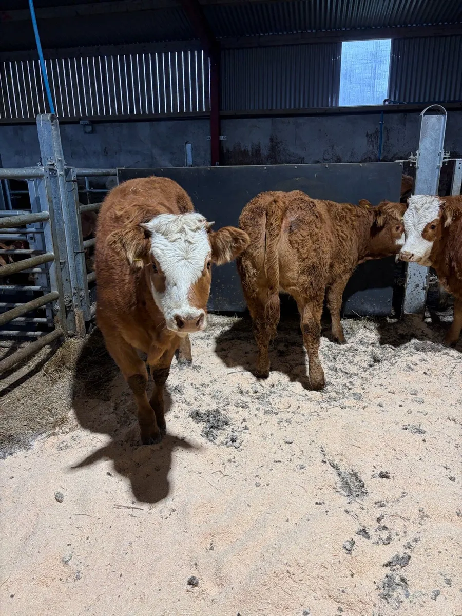 Beef heifers - Image 3