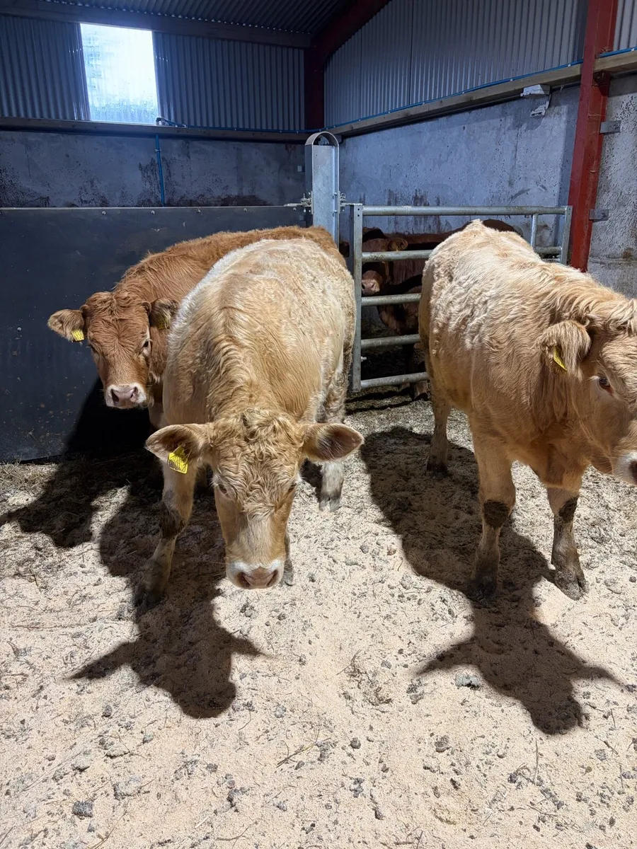 Beef heifers - Image 1