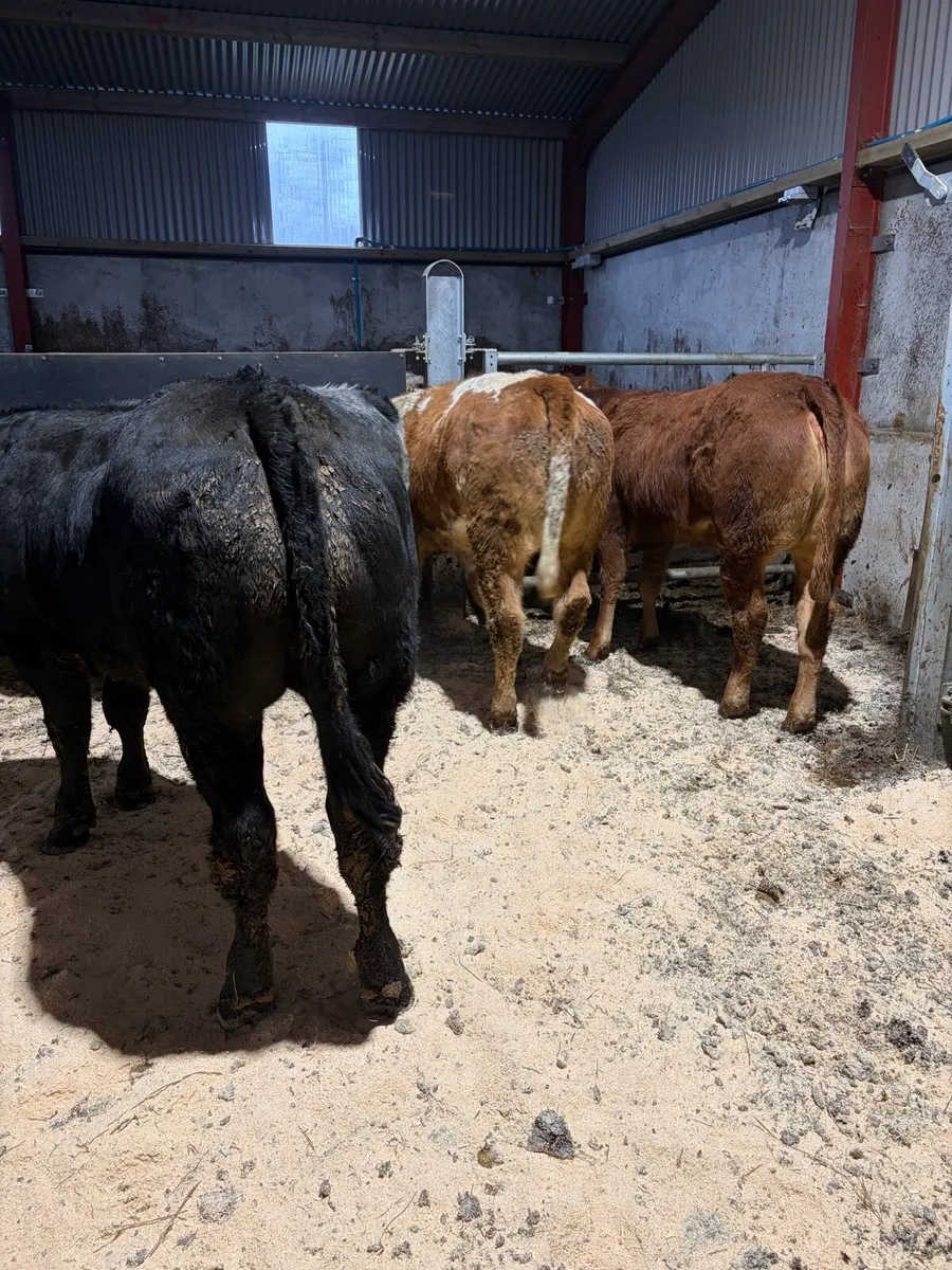 Beef heifers - Image 4