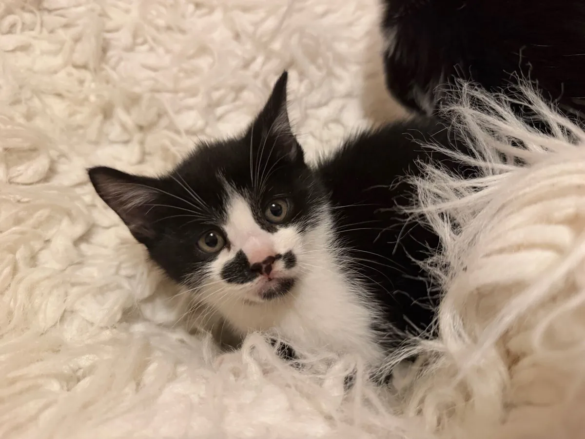 Kittens - Image 3