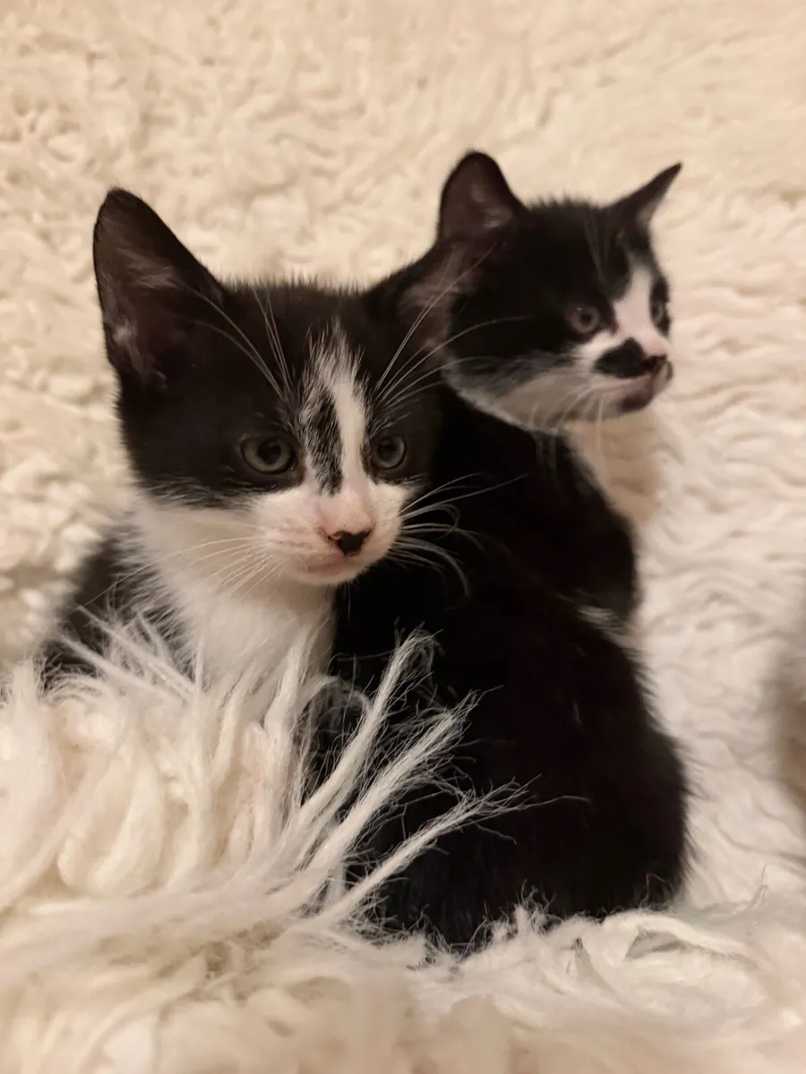 Kittens - Image 4