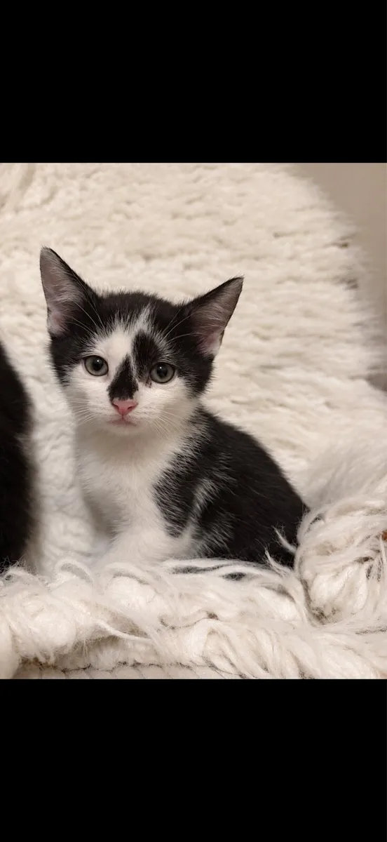 Kittens - Image 1