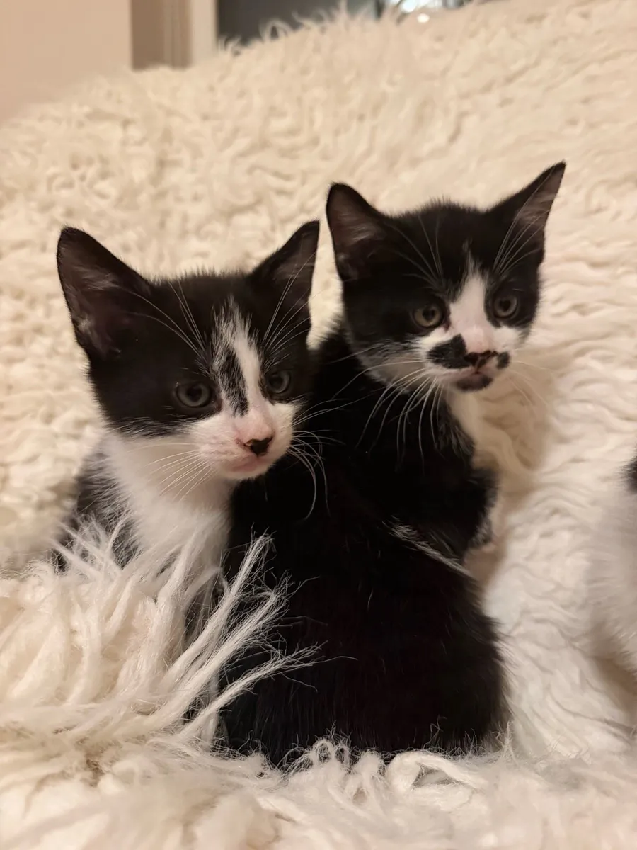 Kittens - Image 2