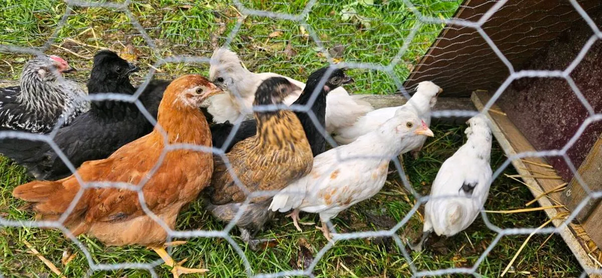 Chicks - Image 1