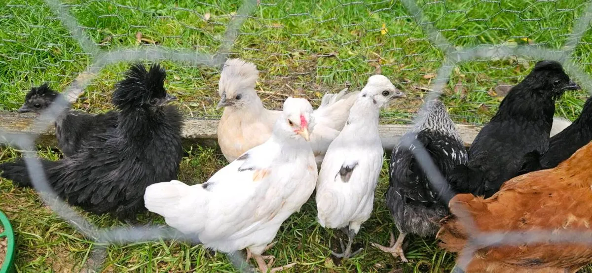 Chicks - Image 2